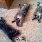 [유머일번지] 고양이 은신술 <b>레벨</b>