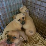 [강아지] <b>산속</b>에서 구조된 3남매