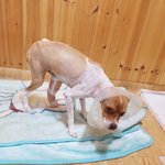 [강아지] 교통사고 <b>츄츄</b>의 임보처가 되어주세요