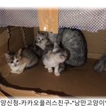 [고양이] 고양이 둘째나 셋째 데려올 예정인 분 계신가요?
