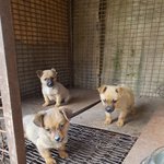 [강아지] 피부병이 심한채 <b>산속</b>에서 구조된 꼬맹이들