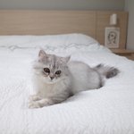 우리집에먼지가살아요2