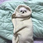 아이즈원 보컬 약하긴한듯