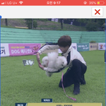 [방탄소년단] 아미들 방탄 <b>동물</b>이랑 있는 움짤좀..제발...