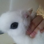 [토끼] 토끼도 봐조요...