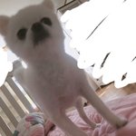 [드루와] 우리 강아지 맨날 아침인사 <b>하러</b> 옴ㅋㅋㅋ