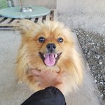 [강아지] 미소가 예쁜 폼<b>피츠</b>