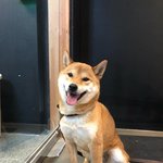 스윙스 애완견 <b>졸</b><b>귀</b>다
