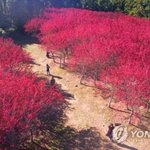 [댓글부탁해] 단풍 보통 <b>몇월</b>에펴?