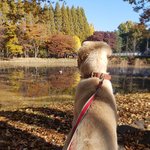 강아지들에게 <b>산책</b>의 중요성 알아보기!
