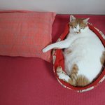 나의 동거묘 <b>도칠</b>이의 무관심속에 커져가는 집사의 사랑.