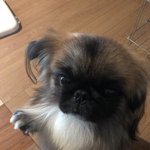 [꼭봐주세요] 페키니즈 22개월 강아지가 애견호텔에서 억울한 사고를...