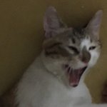 아이폰글 쓰니 저작권 <b>인식</b> <b>수준</b> 심각하다