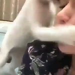 [댓글부탁해] <b>고앵이</b> 싸가지 ㅈㄴ없다