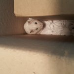 평촌이보다는 <b>북문</b>이 할아범이 더 많이 다친거같은~~