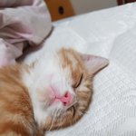 [고양이] <b>보배</b>가 오랜만에 왔어요~