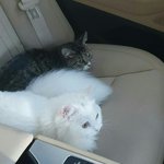 야 <b>이피</b>이피 야야 <b>이피</b>이피 야 <b>이피</b>이피 야야