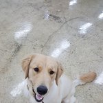 강아지들만의 <b>언어</b>에 대해 알아보기!