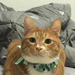 [고양이] 까칠냥 <b>토리</b>의 놀이사랑