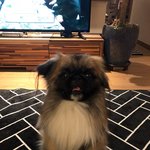 [꼭봐주세요] 페키니즈 22개월 강아지가 애견호텔에서 억울한 사고를...