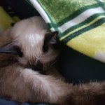 <b>반려동물</b>을 처음 키우는 저...  이런게 정상인가요?