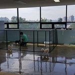 강아지들만의 <b>언어</b> 알아보기 2편!