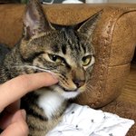 [고양이] +추가)우리 <b>새끼</b>들 좀 봐주세용 ㅠㅠㅠㅠ