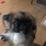 [꼭봐주세요] 페키니즈 22개월 강아지가 애견호텔에서 억울한 사고를...