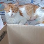 [고양이] 고양이 나이랑 성별 알 수 있을까요?
