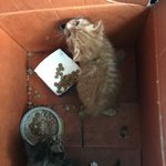 [고양이] 유기냥에서 개냥이로