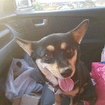 [강아지] 사상충치료 좀 도와주세요