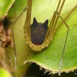 <b>개머리</b>거미 (합성아님 주의)