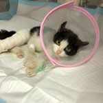 ♦️<b>입양</b>홍보♦️시장 한구석에서 죽음을 기다렸던 아톰의 가족이 되주세요