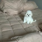 미스터션<b>샤인</b> 본애들아 ㅈㅂ들어와봐