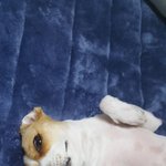 우리집 개 너무 <b>못생</b>걌어