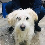 [꼭봐주세요] 강서구에서 <b>주운</b> 강아지 주인 찾았어요-!!