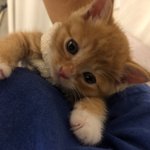 [고양이] 드디어 나도!!!!