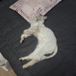 [고양이] 즤집 고양이 사진 살짝 올려놓고 갑니다