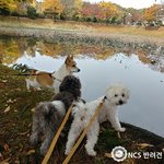<b>애견</b> 조기교육 중요점에 대해 알아보기!