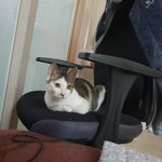 [고양이] 집냥이 <b>생선</b> 줘도 되나요??