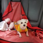 [강아지] 비숑<b>여아</b>의 가족이 되어주세요