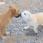 [댓글부탁해] 언니한테 까부는 짱<b>절미</b>