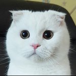 [드루와] <b>선착</b>한명 뿌링클