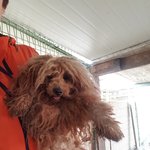 [강아지] 누더기 푸들