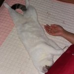 [조언부탁해] 고양이한테 엄마뺏겼어....