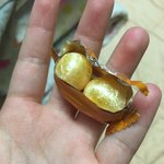 [댓글부탁해] <b>우왕</b> 사탕 한봉지에 두개나 들어있당..