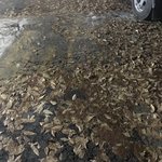 바닥에 낙엽 <b>지림</b> ;;