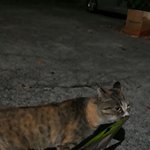 [고양이] 냥이~ 냥줍했어요 ㅋㅋ