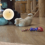 [모두드루와] 아저씨가 너무 좋은 짱<b>절미</b>.gif