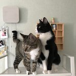 [댓글부탁해] +++) 김용국 르시 닮은 고양이 유기묘카페 올라옴